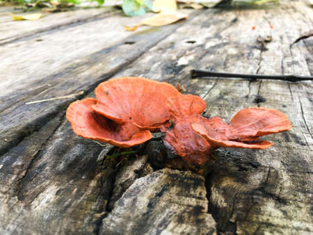 Orange mushrooms grow on a wooden board after the rain