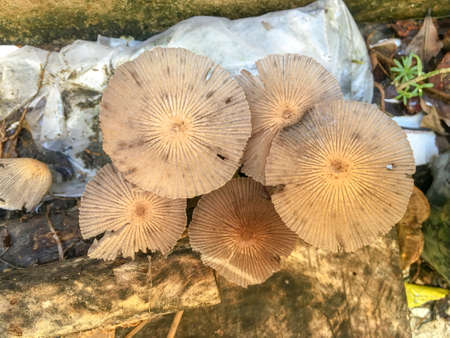 Brown mushrooms grow on a wooden board after the rainの写真素材