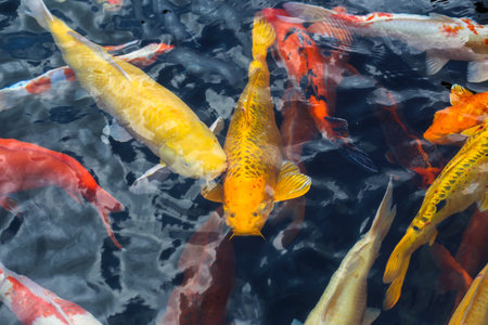 Close-up of colorful koi fish at Vinhome Central Park, Ho Chi Minh City, Vietnamの写真素材