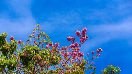 Low angle shot of pink Tabebuia rosea blooming in Ho Chi Minh City, Vietnam