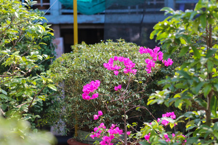 Bougainvillea pots with flowers in the gardenの写真素材