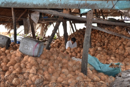 A man is working with coconut, mekong delta, Vietnamのeditorial素材