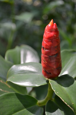 A Red flower in the sunshineの写真素材