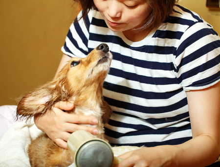 A handsome dog getting his fur dried with a blower at the groomer.の写真素材