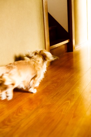 Longhair dachshund on a wooden floor.の写真素材
