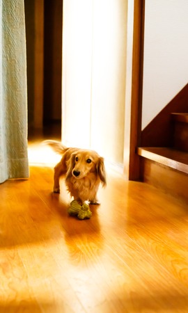 Longhair dachshund on a wooden floorの写真素材