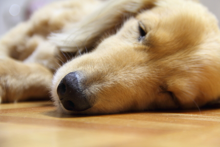 Sleeping long hair dachshund on a wooden floorの写真素材
