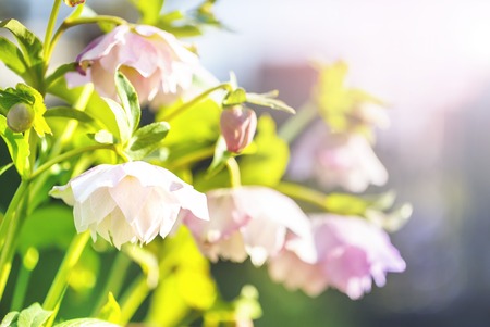 Hellebore flower or Helleborus orientalis isolated on bokeh background.の写真素材
