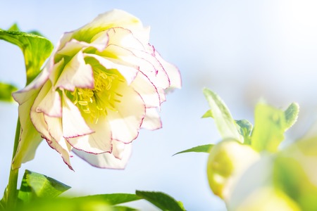 colorful Hellebore flower or Helleborus orientalis isolated on blue backgroundの写真素材