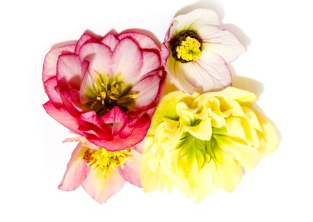 Hellebore flower or Helleborus orientalis isolated on white background
