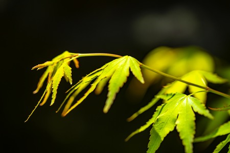 red and green autumn Japanese maple leaves on black background.close up.の写真素材