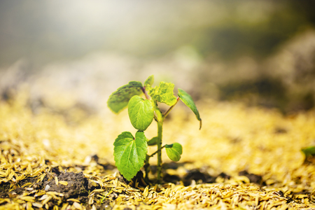 The shining seedling is growing from the rich soil to the sunlight.Image of the life.close up.の写真素材