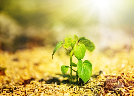 The shining seedling is growing from the rich soil to the sunlight.Image of the life.close up.の写真素材
