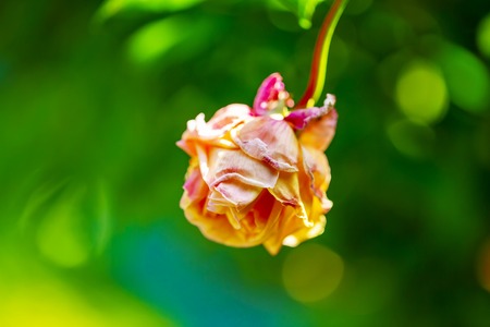a dying flower or a withered pink rose isolated on green background.Aging image.close up.の写真素材