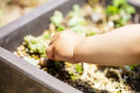 hand of the small child has the plant in the potted plant..close up.の写真素材