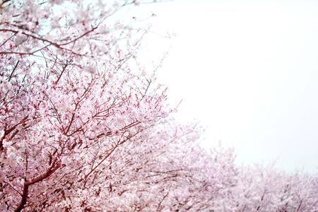 Beautiful cherry blossom sakura in spring time over white sky of the curve.Cherry blossom in full bloom.の写真素材