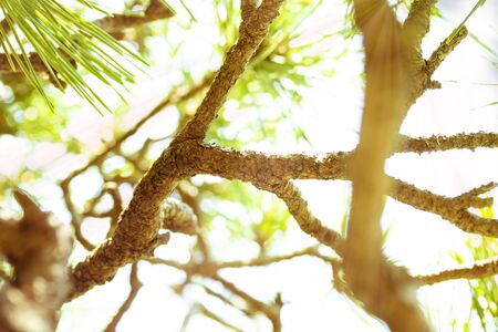 pine and the sky took from the bottom and copy space.の写真素材