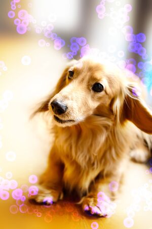 Longhair dachshund on a wooden floor.close up.の写真素材