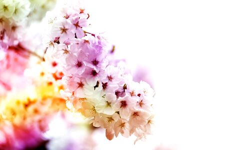 Pink ,yellow , red and purple of close-ups in full blossom in full glory beautifully colorful cherry tree.cherry blossom sakura.の写真素材