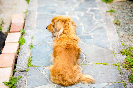 The dog is sitting and waiting for his master. but he look away. him distracted by something.Dog of the back figure. and on a pavement with stone.の写真素材