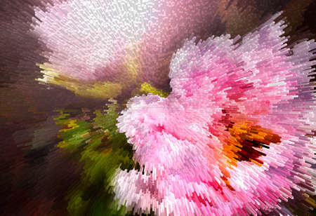 Two light pink peonies isolated on black background.close up and copy space.Picture to jump out.の写真素材