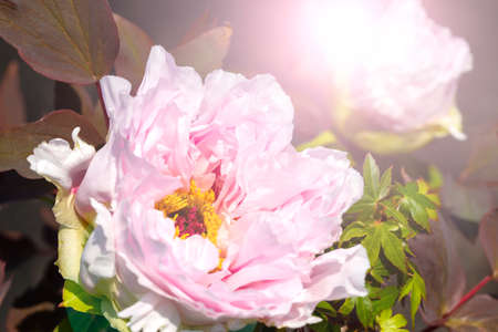 Two light pink peonies isolated on black background.close up and copy space.の写真素材