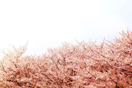 Beautiful cherry blossom sakura in spring time over white sky.Cherry blossom in full bloom.の写真素材