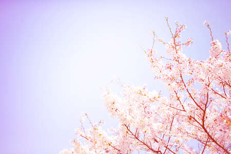 Beautiful cherry blossom sakura in spring time over light purple blue sky.Cherry blossom in full bloom.の写真素材