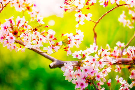 Pink ,yellow , red , purple and green of close-ups in full blossom in full glory beautifully colorful cherry tree.cherry blossom sakura.の写真素材