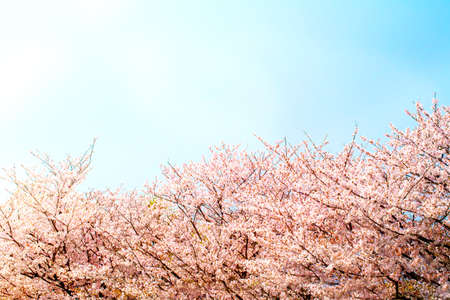 Beautiful cherry blossom sakura in spring time over blue with white sky.Cherry blossom in full bloom.の写真素材