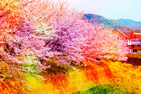 Pink ,yellow , red and purple of cherry blossom sakura over sky.colorful cherry blossom in full bloom. and stone wall.の写真素材