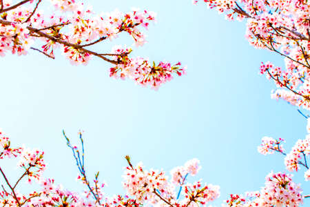Frame of the beautiful pink cherry blossom. Cherry blossom in full bloom. space is beautiful blue sky.の写真素材