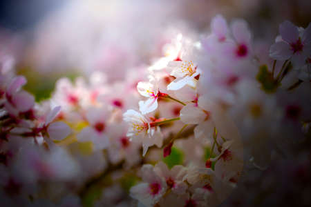 Beautiful cherry blossom sakura in spring time. Cherry blossom in full bloom. close upの写真素材