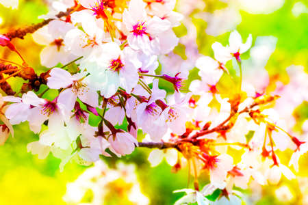 Pink ,yellow , red , purple and green of close-ups in full blossom in full glory beautifully colorful cherry tree.cherry blossom sakura.の写真素材