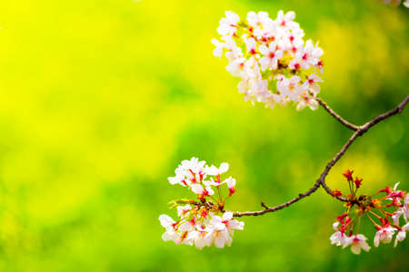 Beautiful cherry blossom sakura in spring time on green background. Cherry blossom in full bloom. close upの写真素材