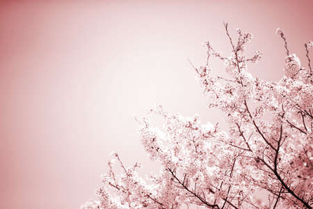 Beautiful cherry blossom sakura over sky.Cherry blossom in full bloom.expressed with white and brown color .の写真素材