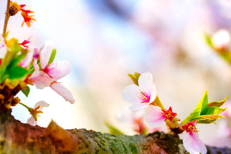 Pink ,yellow , red , purple and green of close-ups in full blossom in full glory with branch beautifully cherry tree.cherry blossom sakura.の写真素材