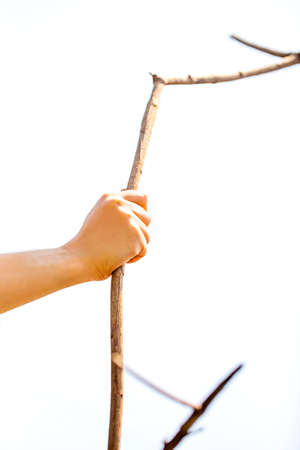 Hand having the branch of the tree on white background and copy space. or use a stick.の写真素材