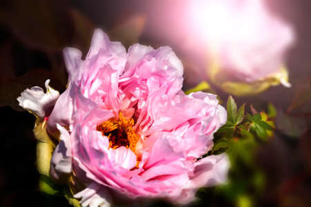 Two light pink peonies isolated on black background.close up and copy space.の写真素材