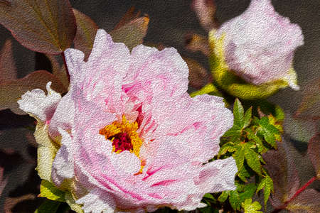 Two light pink peonies isolated on black background.close up and copy space.It is like the oil paintingの写真素材