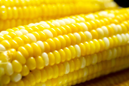 close view on Homemade golden corn cob. close up.の写真素材