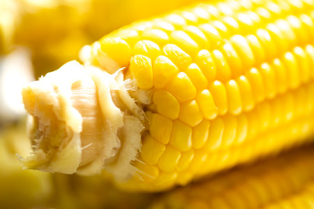 close view on Homemade golden corn cob. close up.