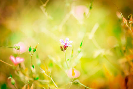 Geranium robertianum blossoming on yellow with brown background.close up and copy space.の写真素材