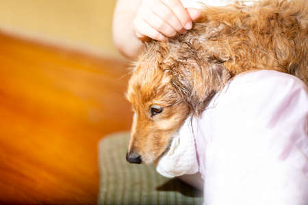 After a shower, a dog plays with his owner or relaxes. and copy space.の写真素材