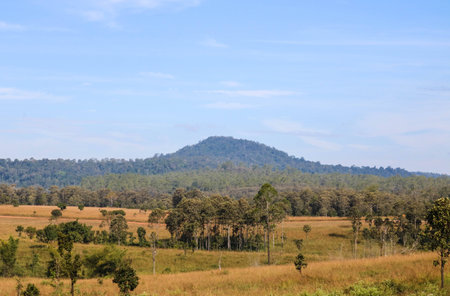 Grassland savanna in the national parkの写真素材