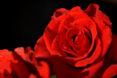 Red roses with dew close-upの写真素材