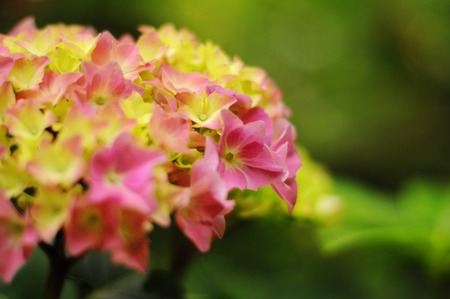 Pink hydrangea close-upの写真素材