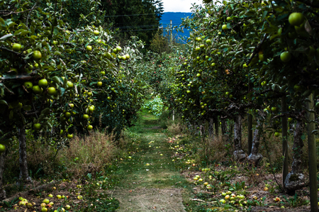 Old farm orchard on a cloudy dayの写真素材