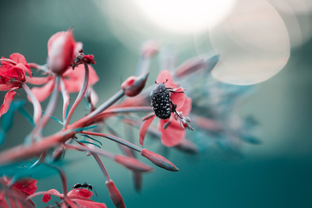 Pink blue flower and beetle in white dot on itの写真素材