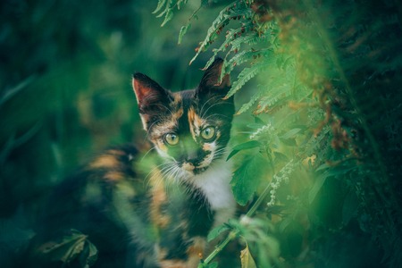 Ginger kitten iready for jumping, Cat is hidden in the grass in the garden in the gardenの写真素材